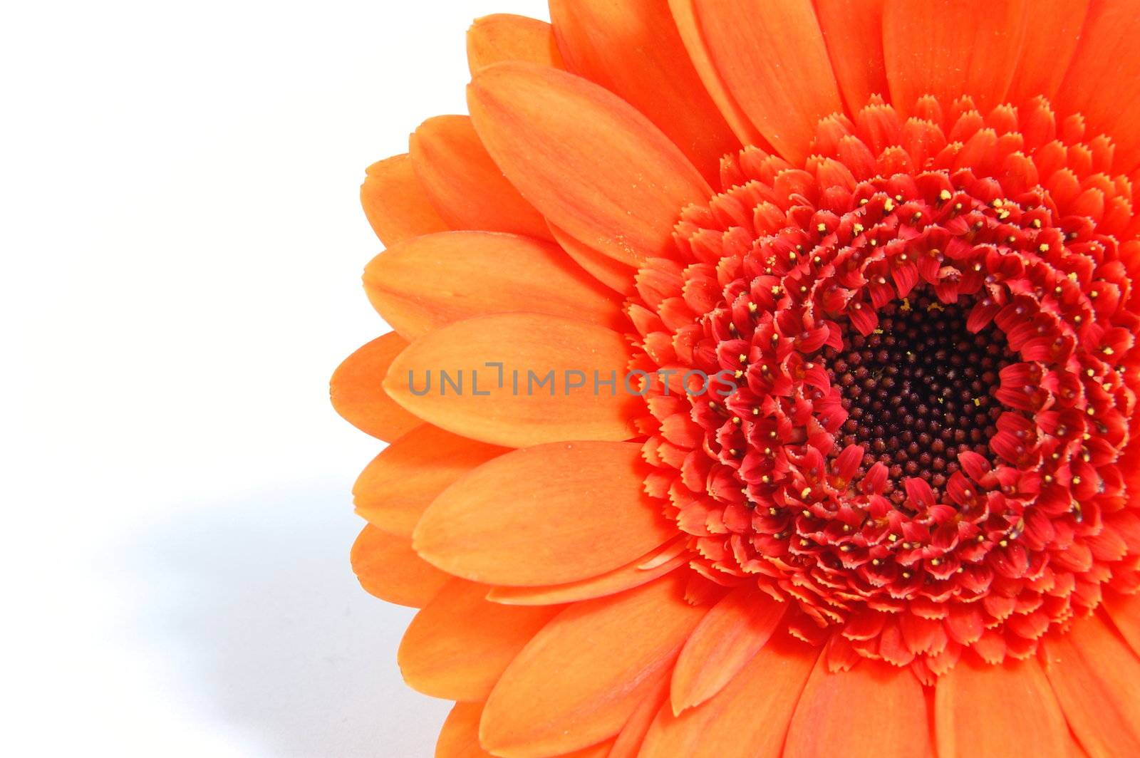 gerbera daisy flower isolated on white background