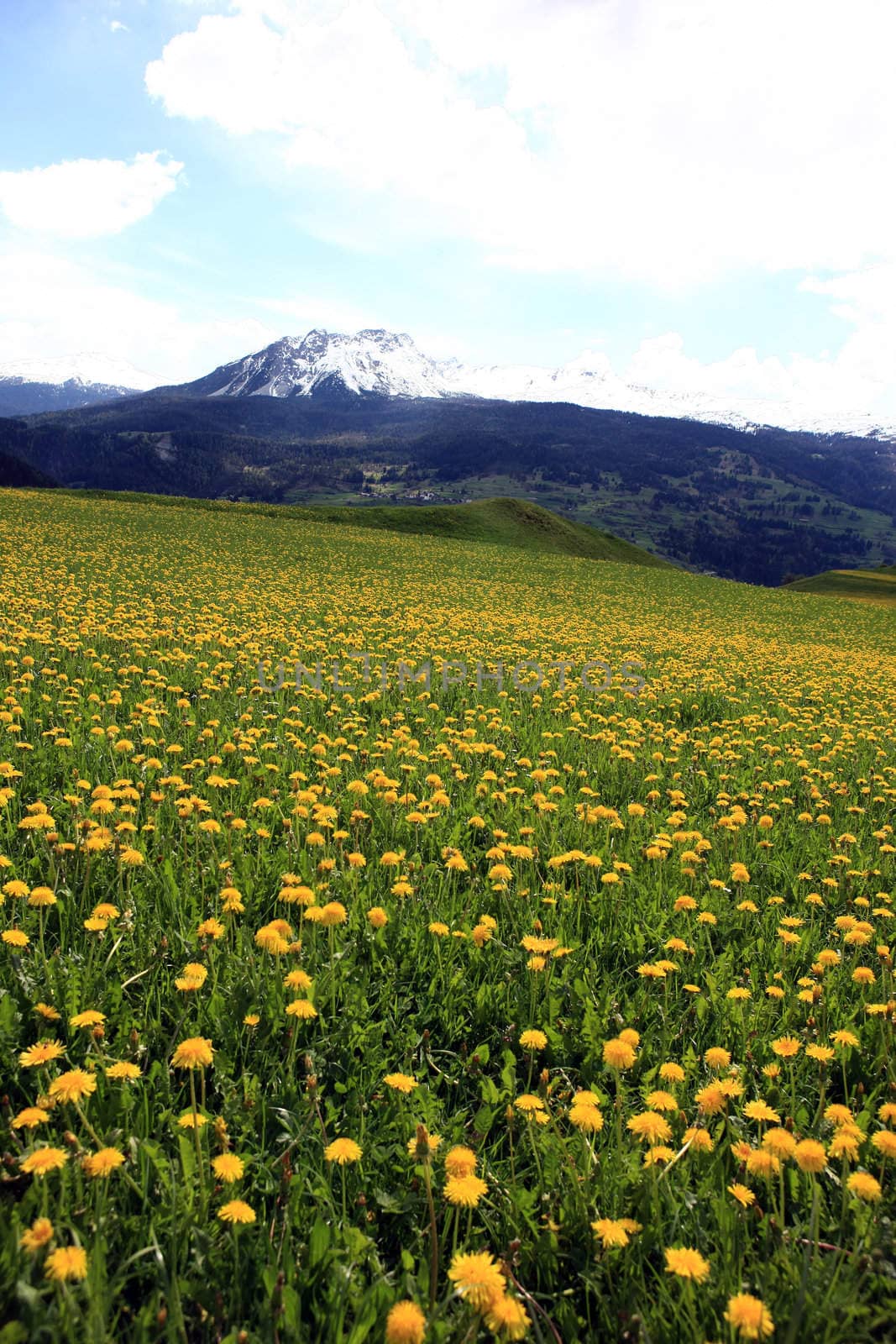Field plenty of yellow dandelions in front of mountains covered with snow
