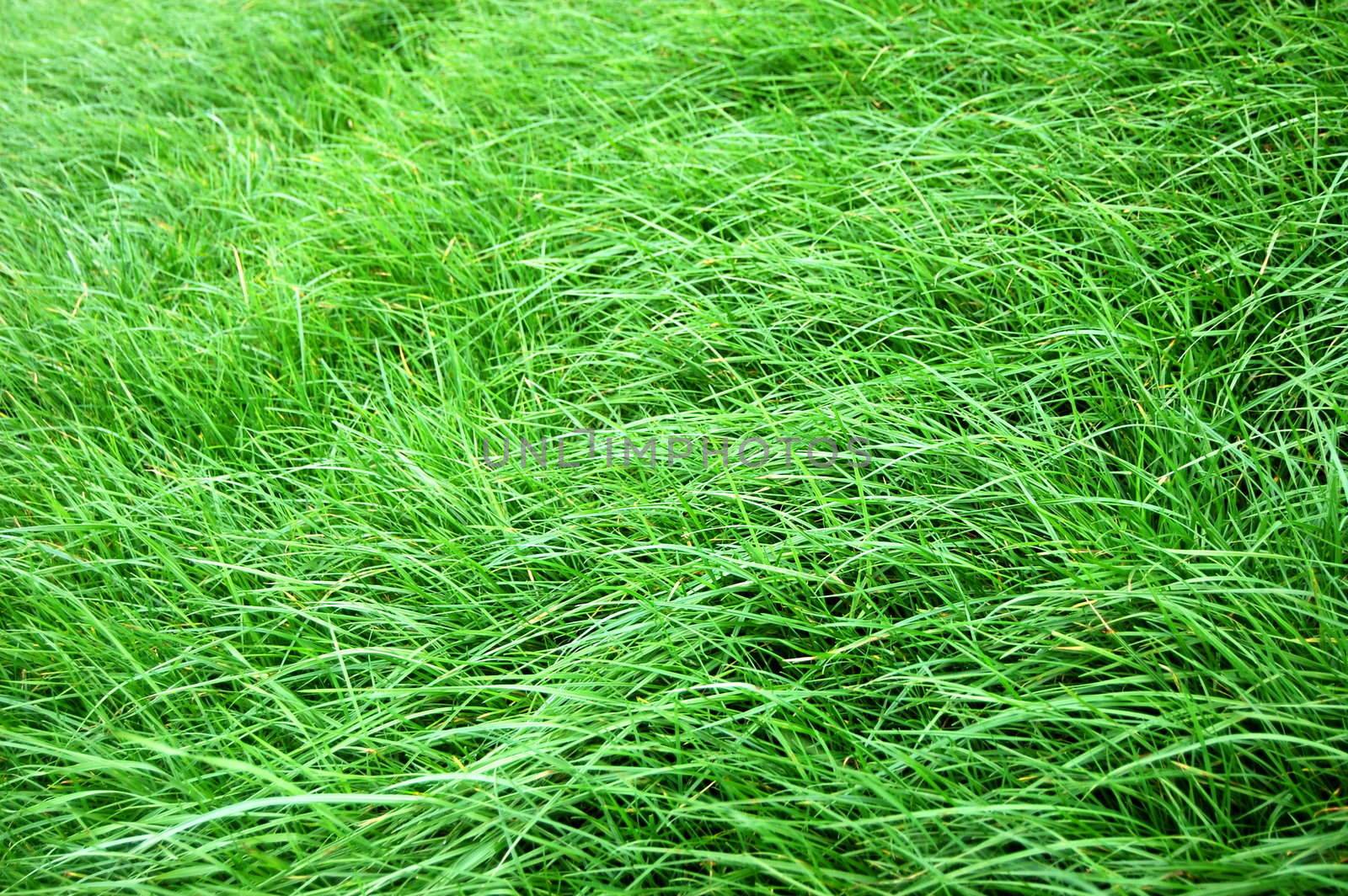 green grass texture on a meadow or grassland