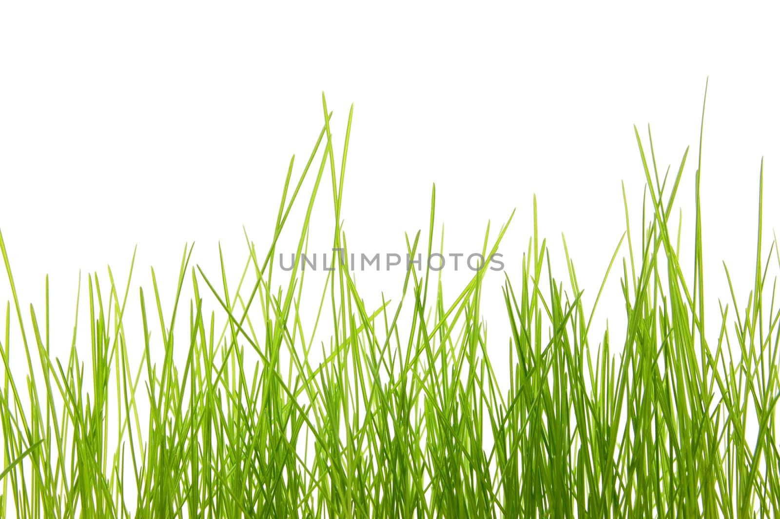 green summer grass isolated on white background