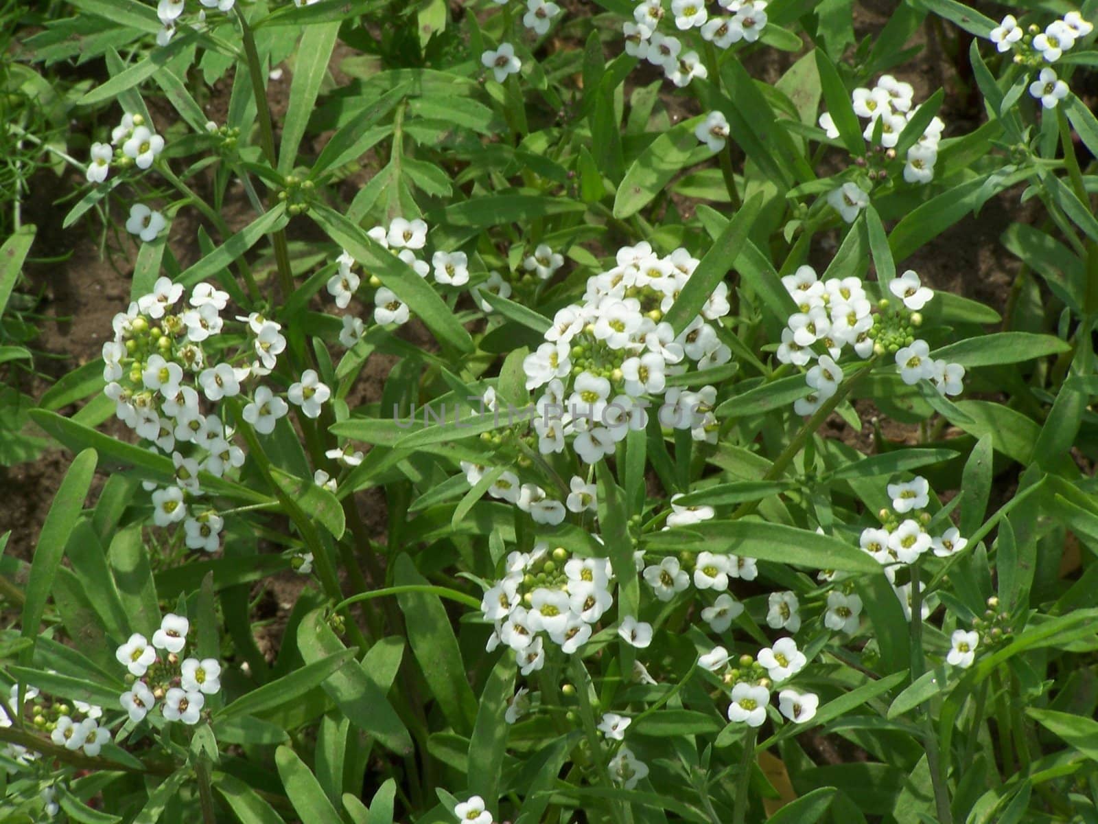 Close up of the little white flowers
