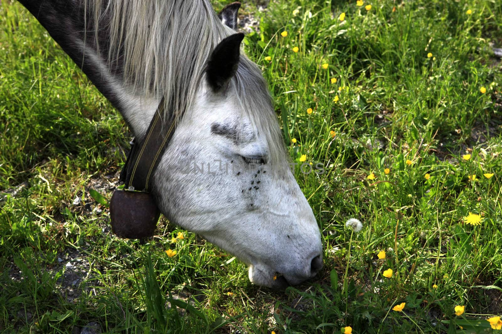 Horse Eating by monner