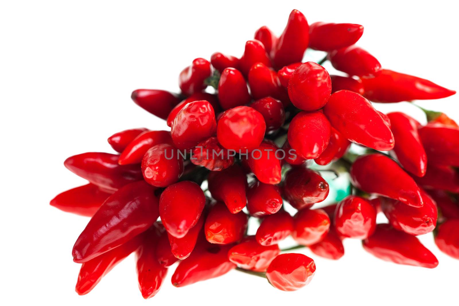 bunch of red chilis isolated on white background by bernjuer