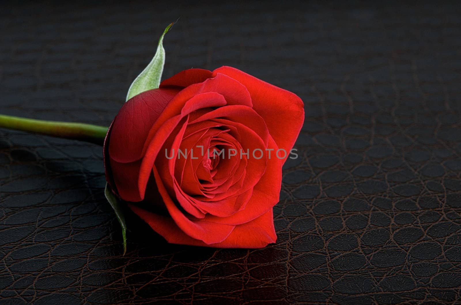 Red rose on a dark brown textured leather background
