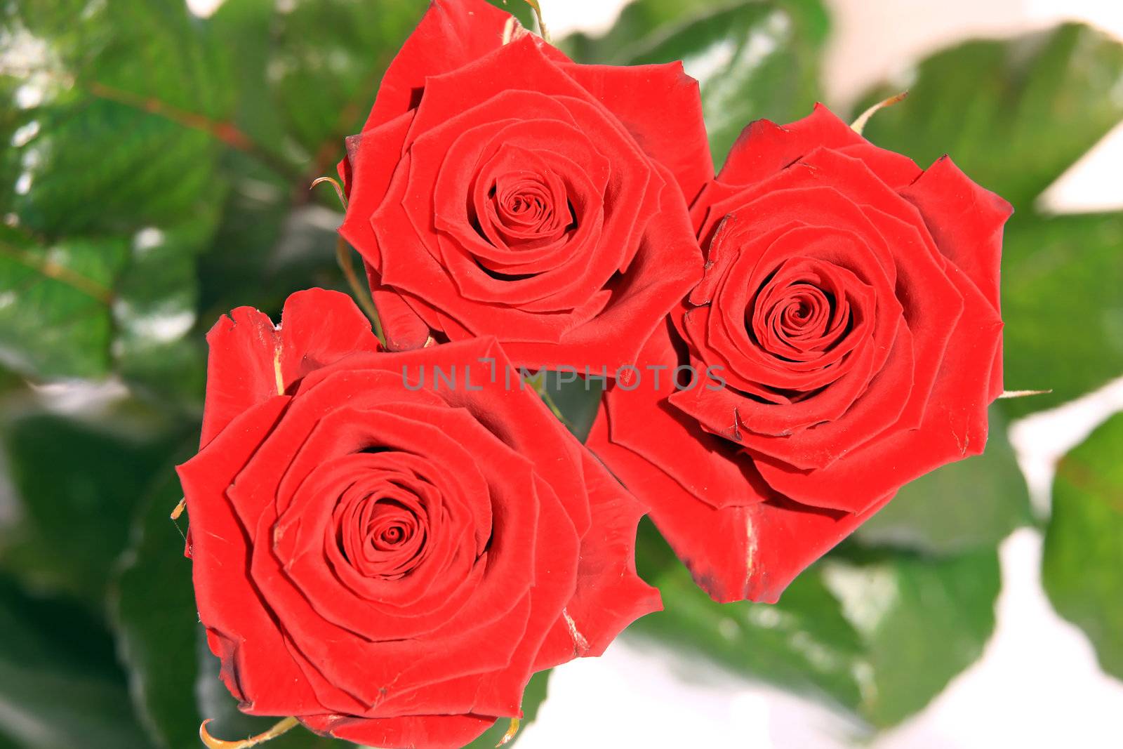 Red Roses by monner