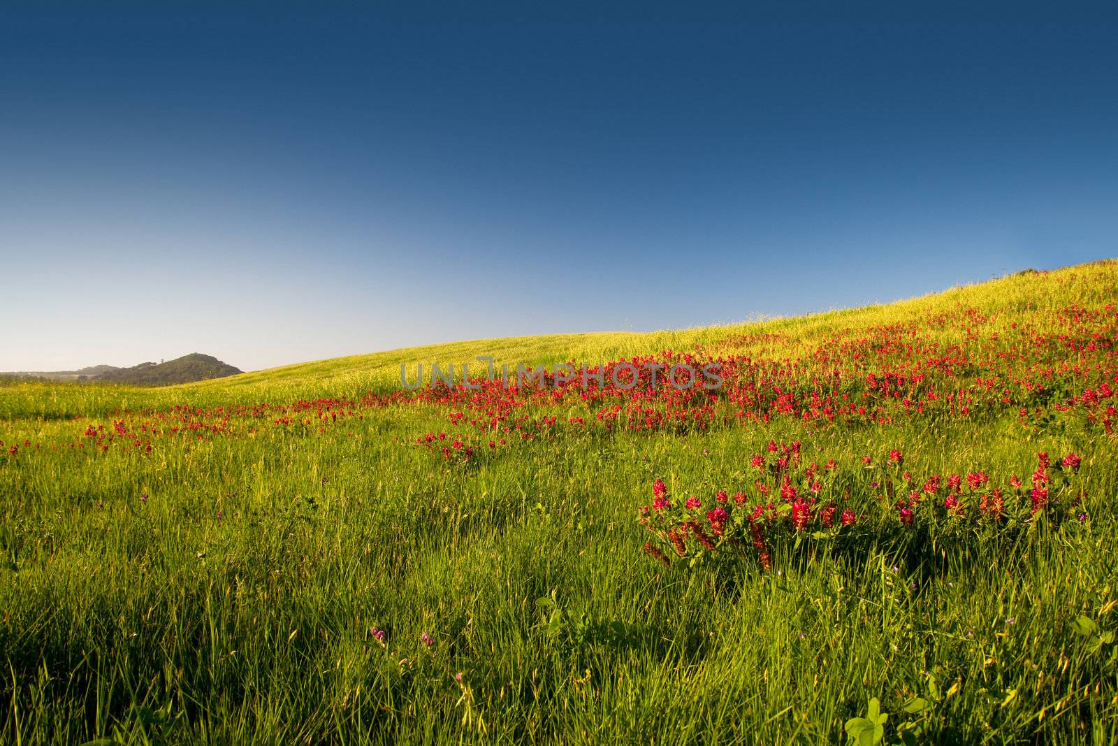 Beautiful flowery field on the spring season