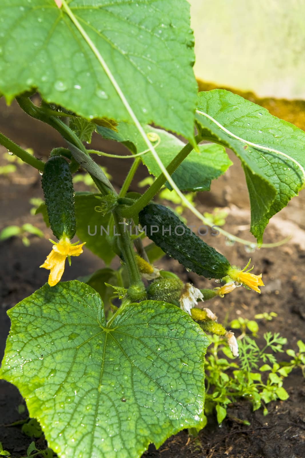 Cucumber is grown by Nikonas