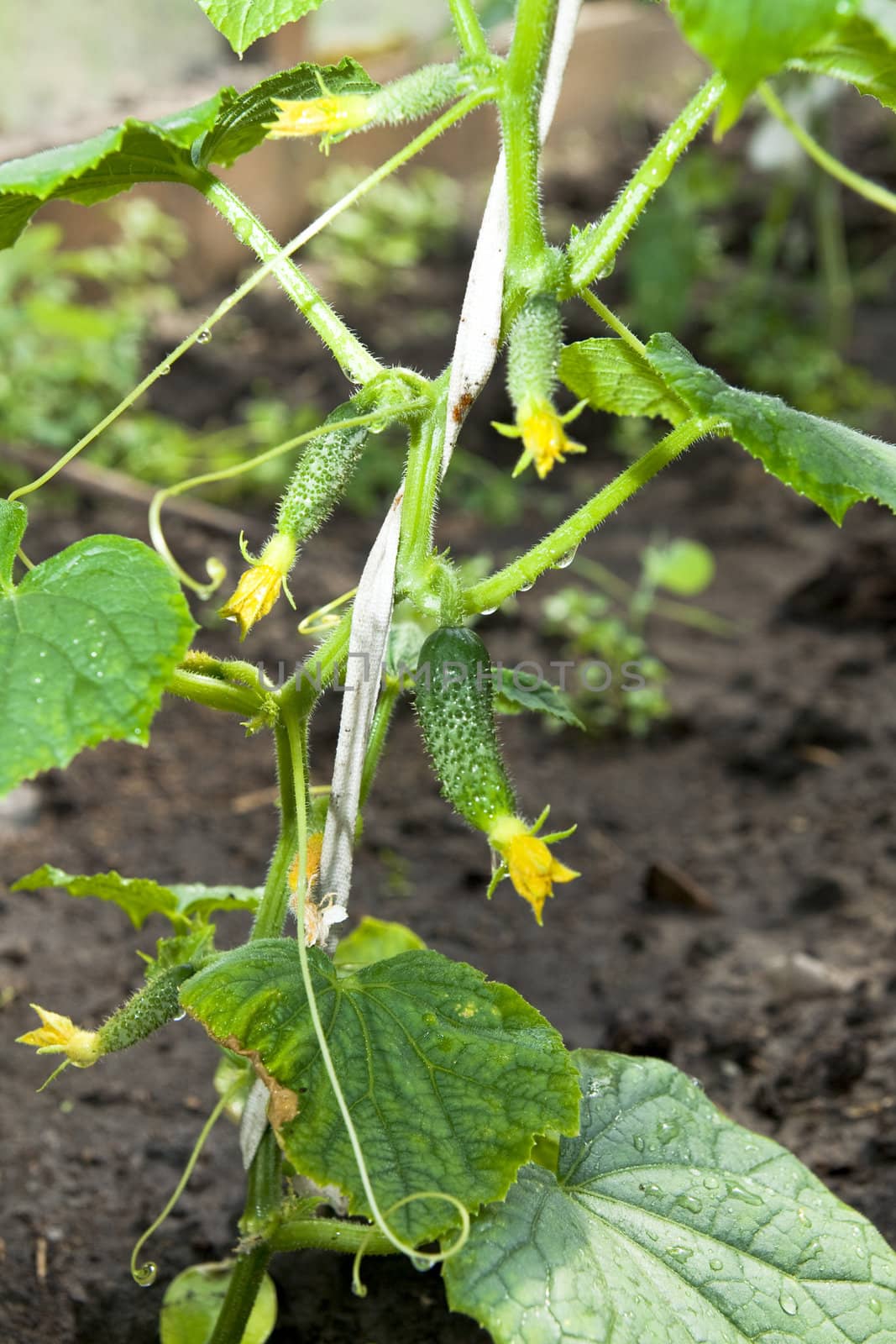 Small green cucumber with a flower