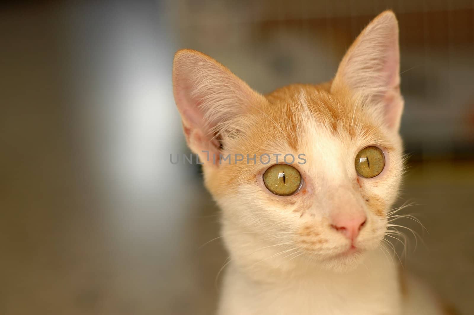 Portrait of a cute small little kitten