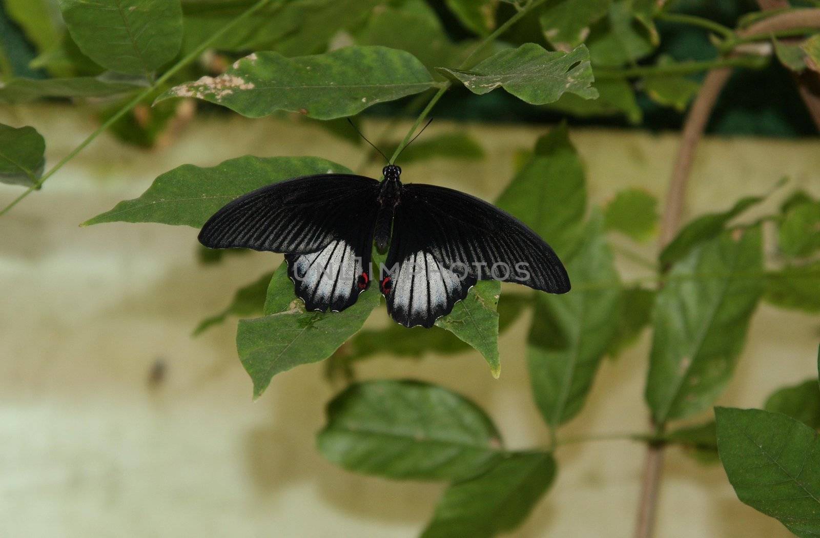 A beautiful black and white butterfly rests and feeds on a flower