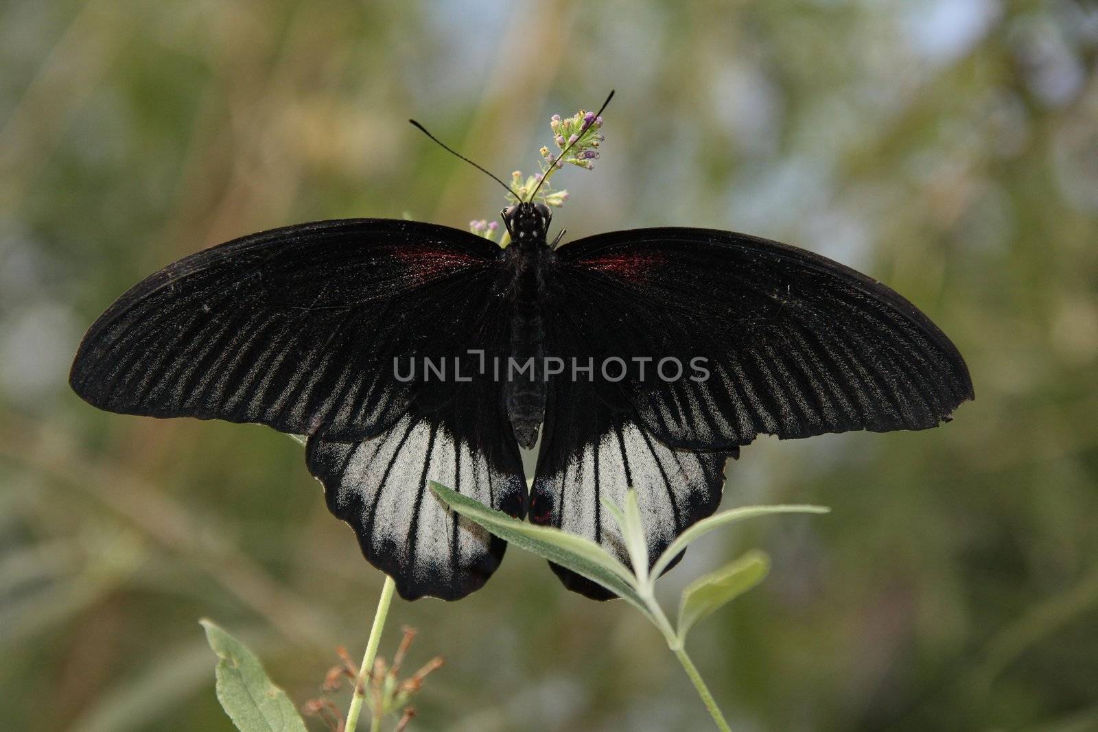 A beautiful black butterfly rests and feeds on a flower.