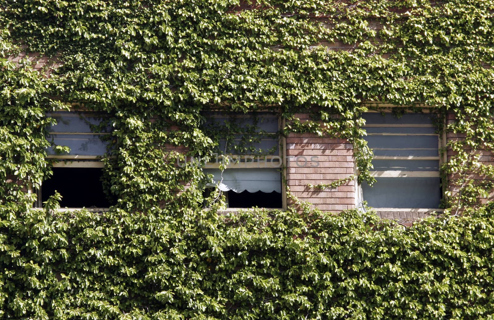 Three Windows In A Red Brick Wall Covered By Green Plants