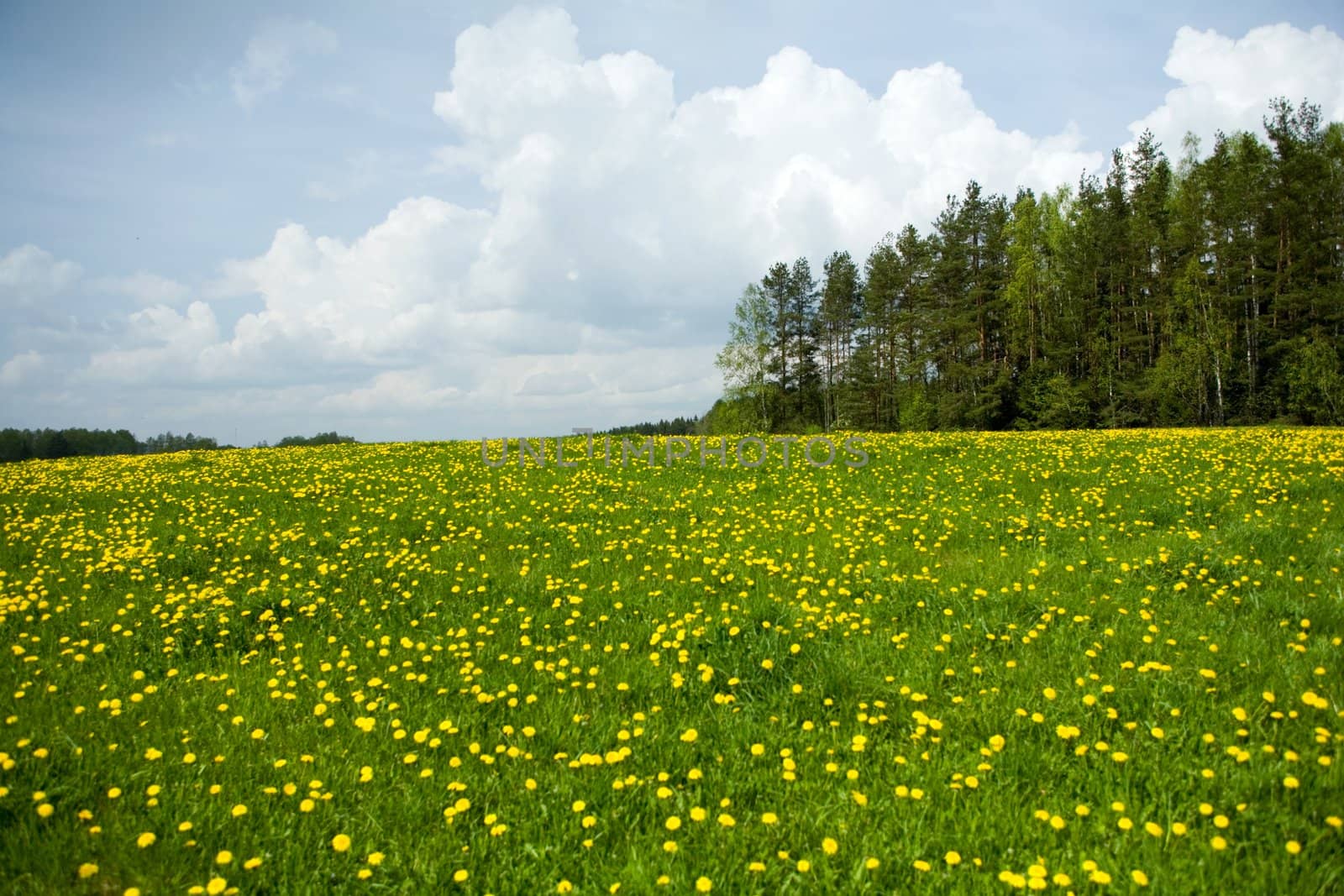 Dandelion field near  forest