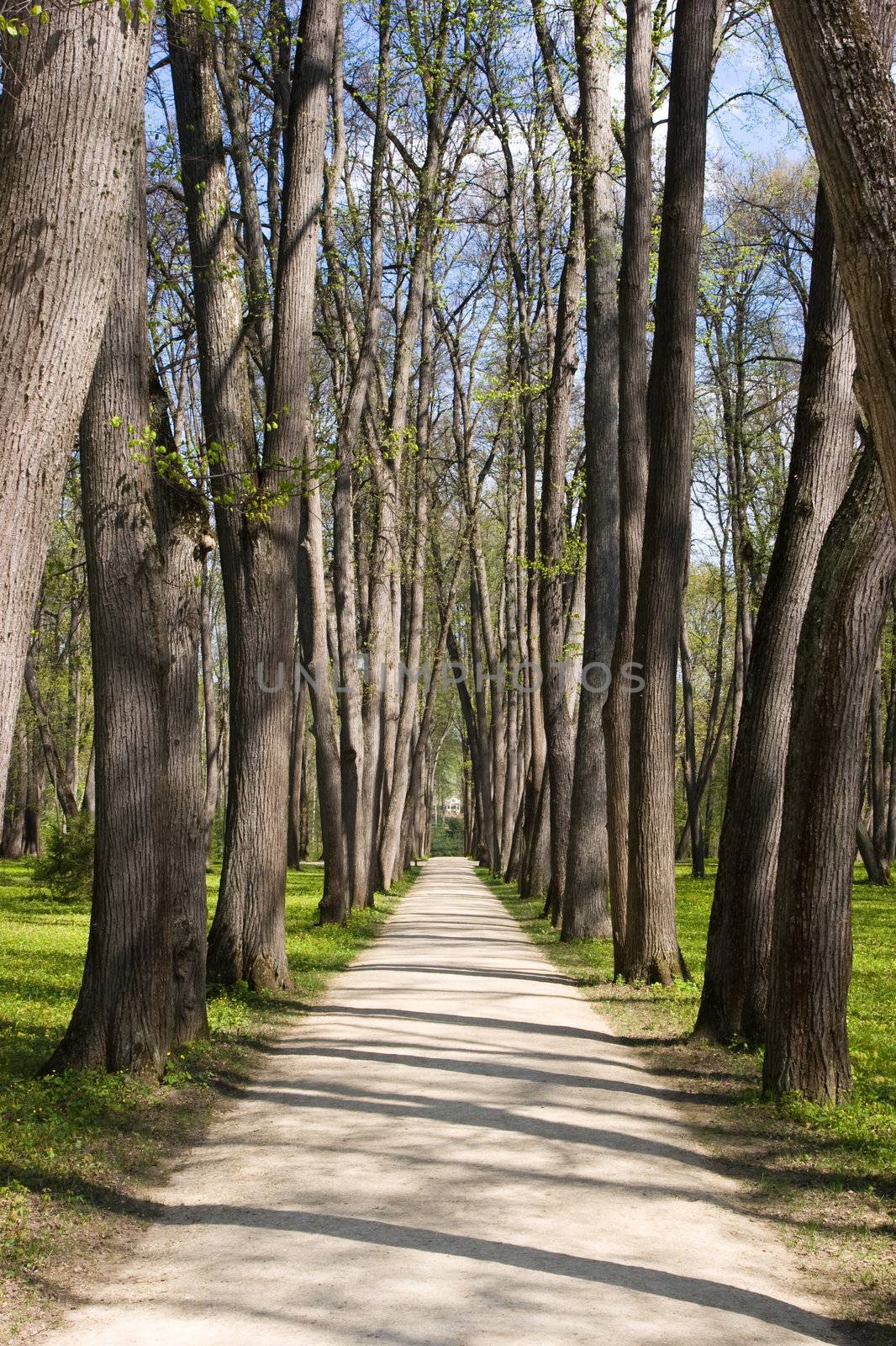 Old tree alley at spring park