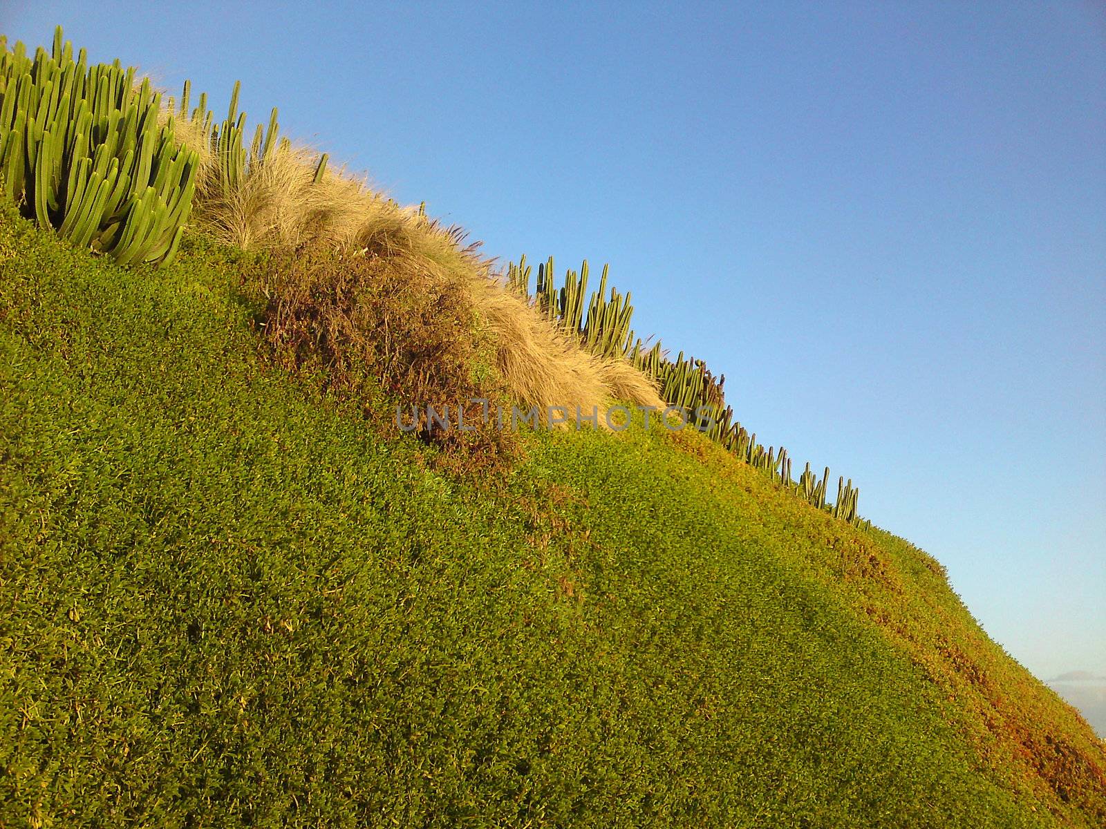 A hill with cacti growing on it. 