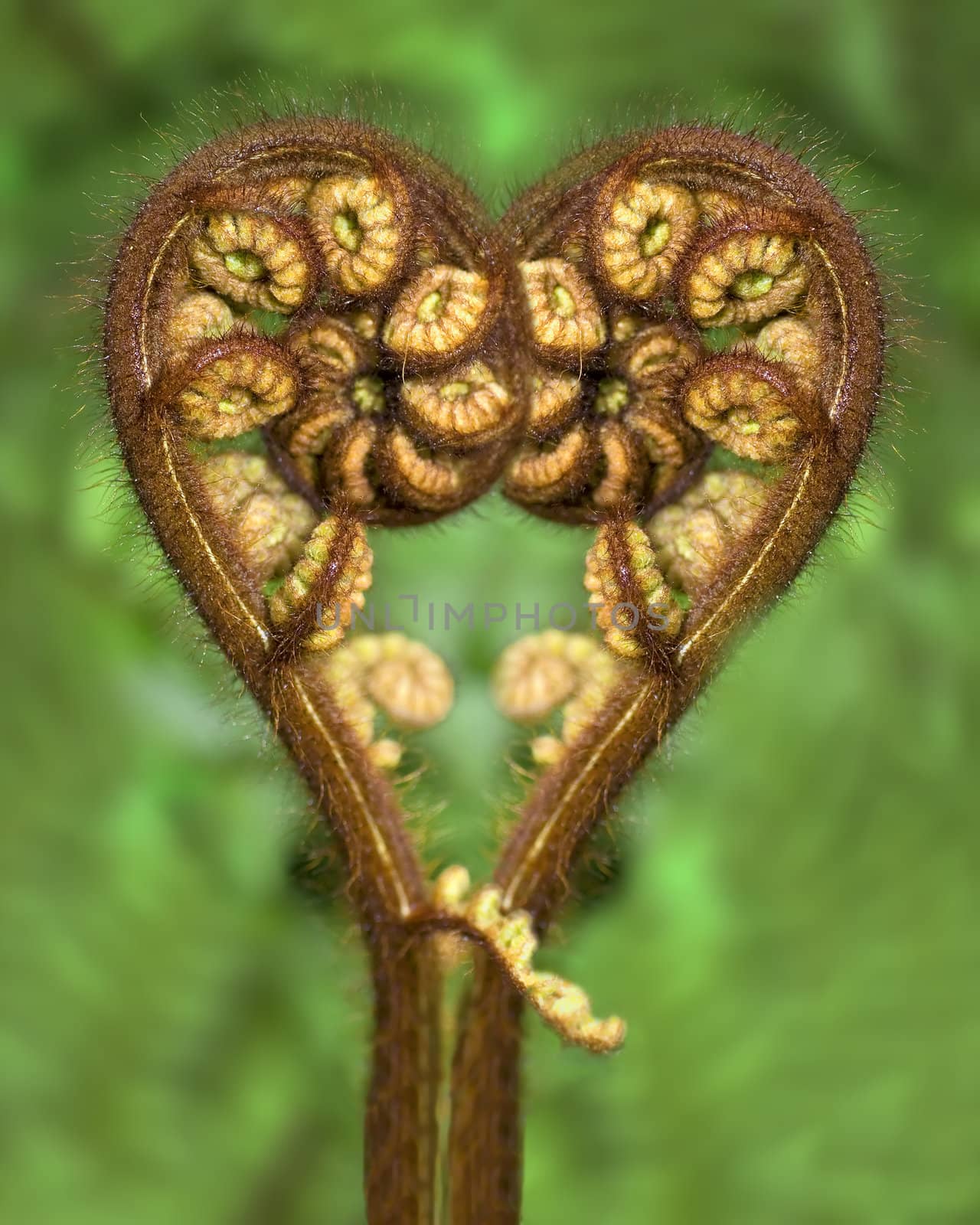 two new tree fern shoots in the shape of a heart