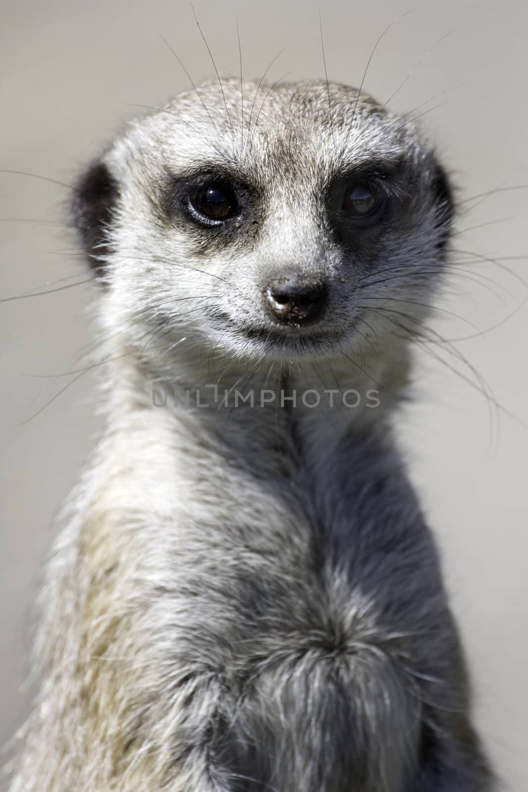 Close up of a meercat on watching for preditors