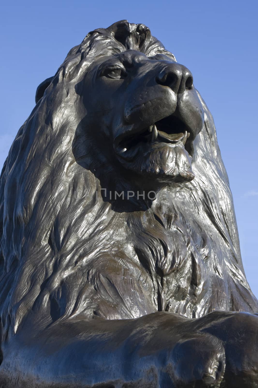 Close up of one of the bronze lions at Trafalgar Square, London, England.