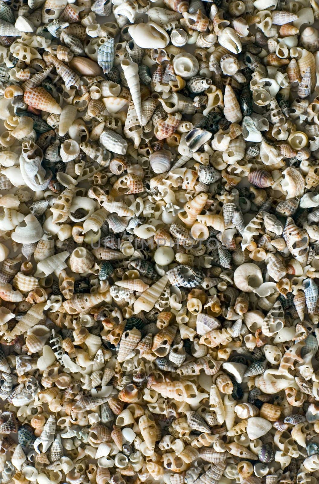Sea Shells by stockarch