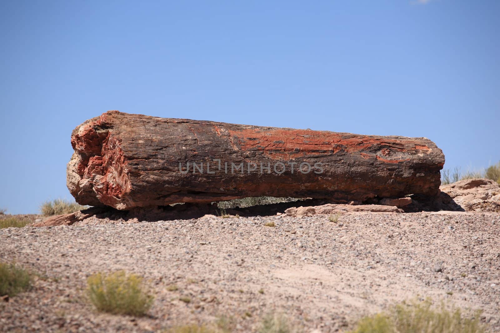 Fossilized log in the Petrified Forest National Park