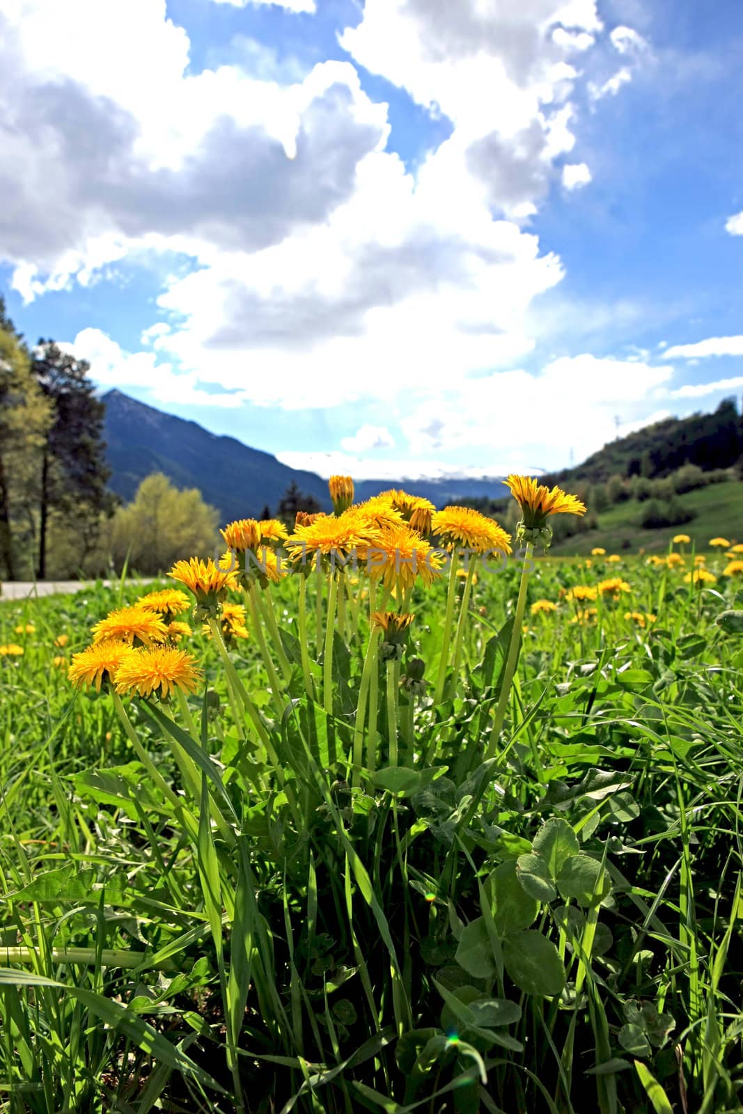 Summer landscape with a cluster of dandelions in the foreground