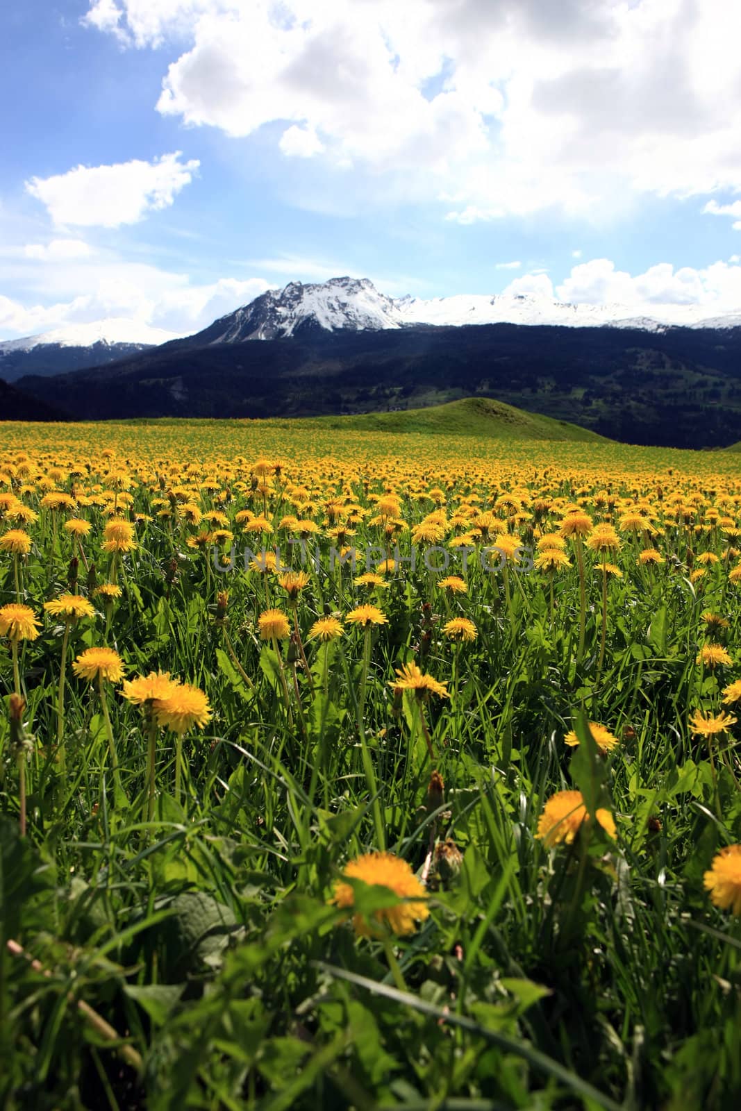 Summer Landscape by monner