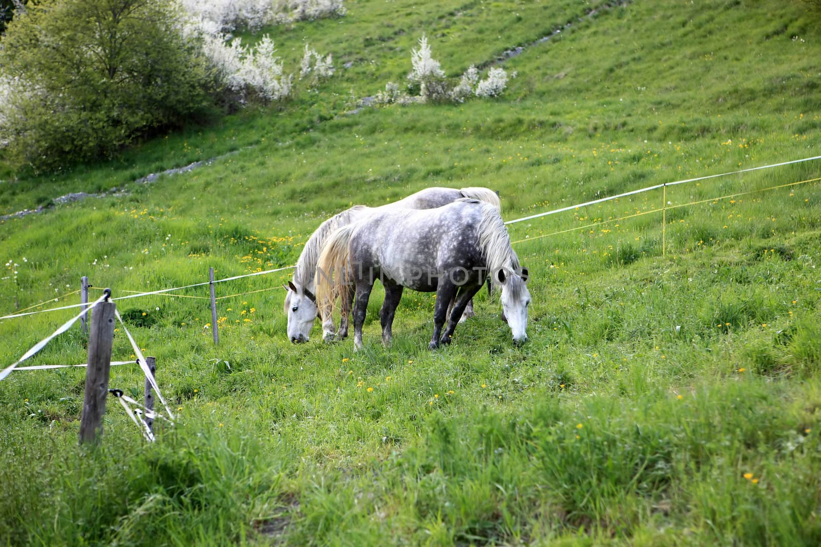 Two horses eating grass in a natural paddock