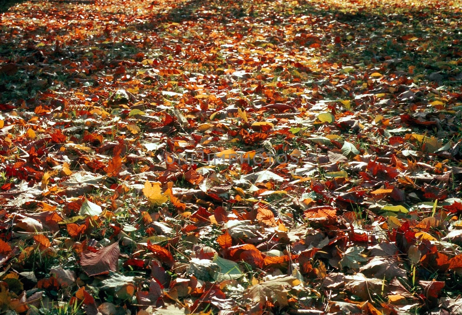 Path in fall with fallen leaves