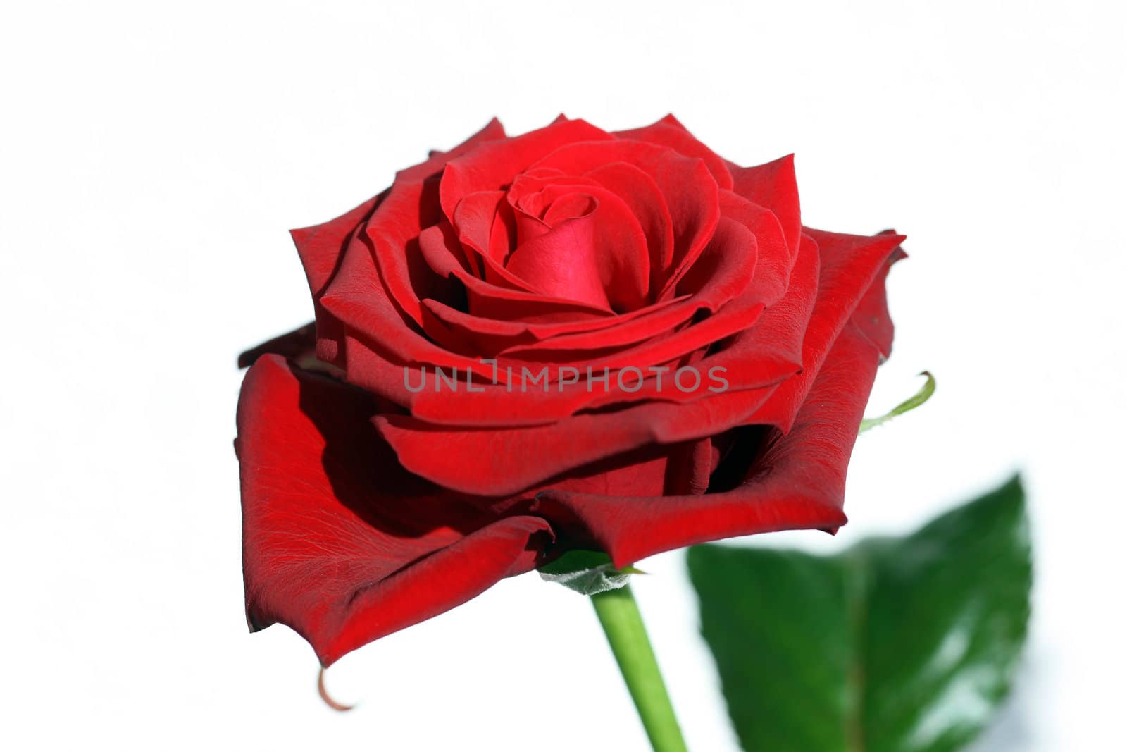 Close view of a beautiful red rose on a white background