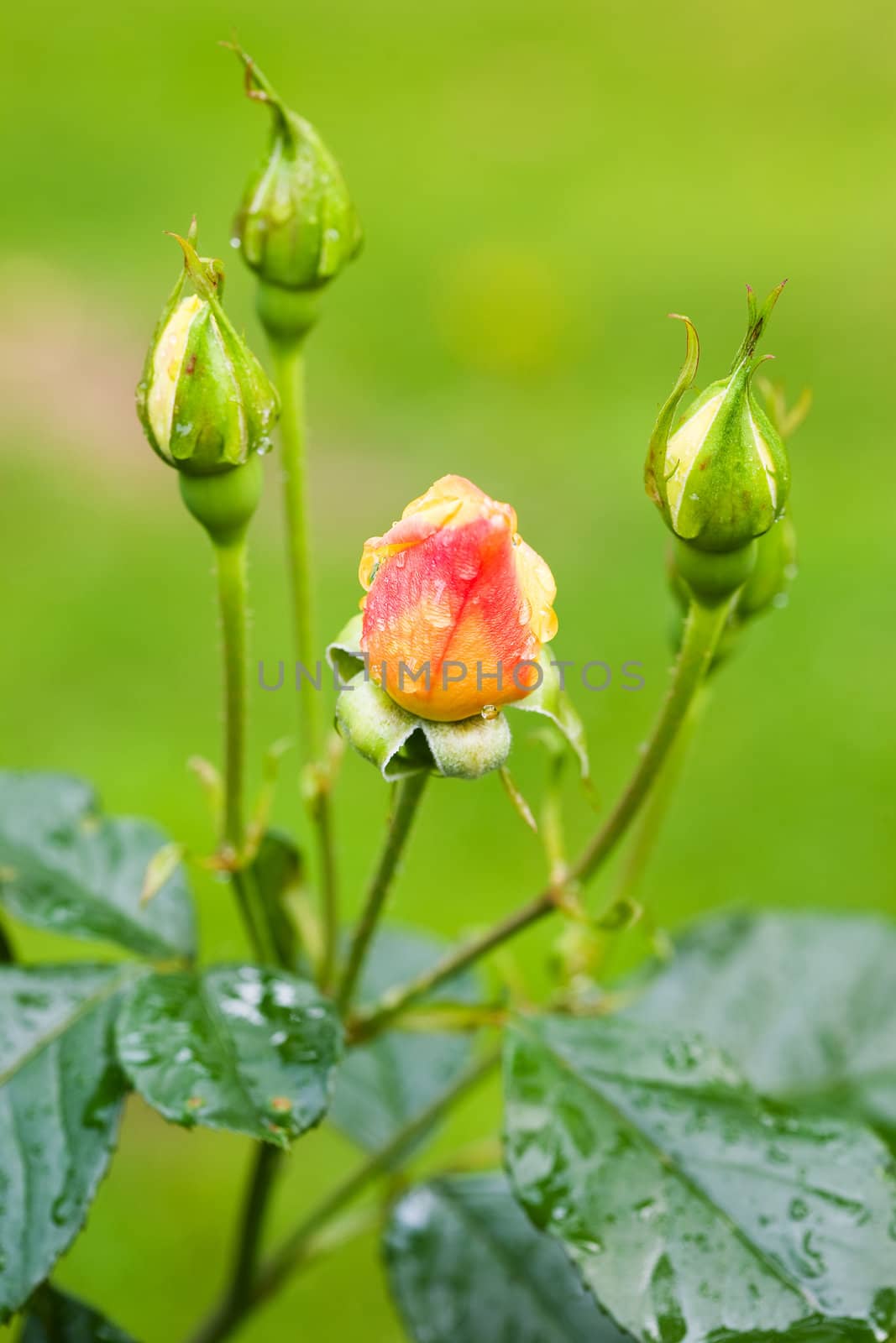 Water drops on rosebuds by Sirer