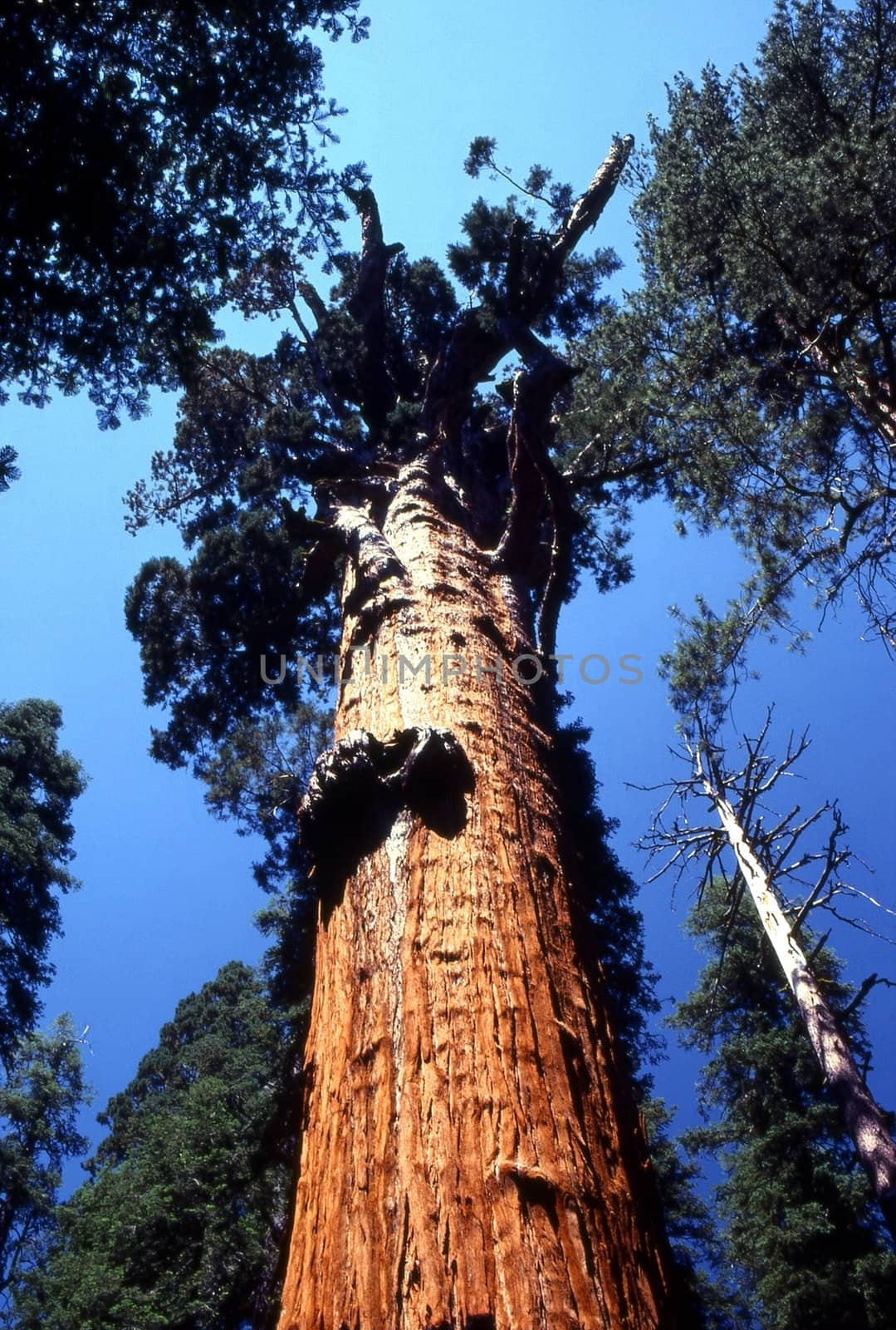 Giant Sequoia tree in California