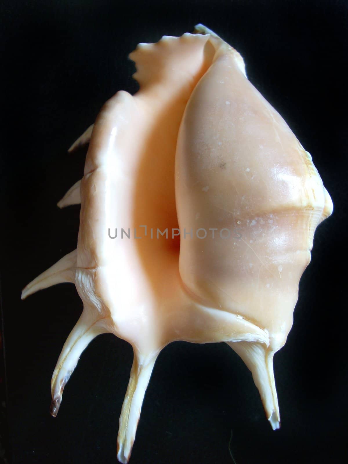 A high contract shoot of a seashell