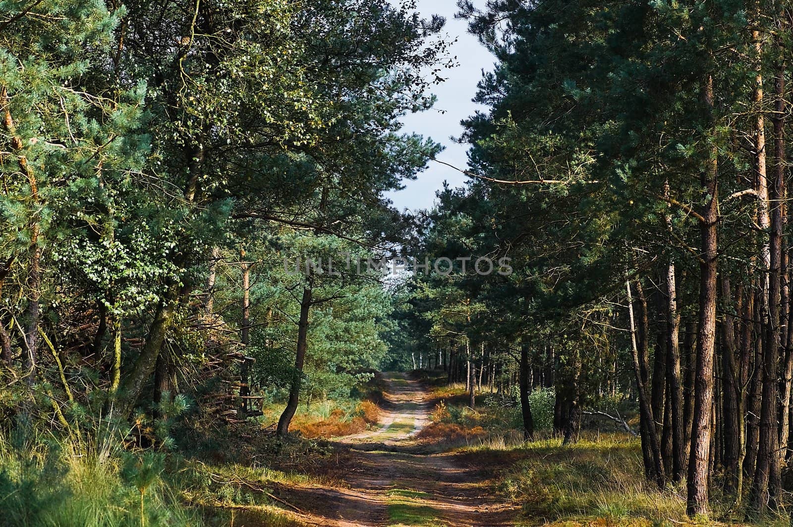 Path in the forest on sunny summer morning - horizontal image