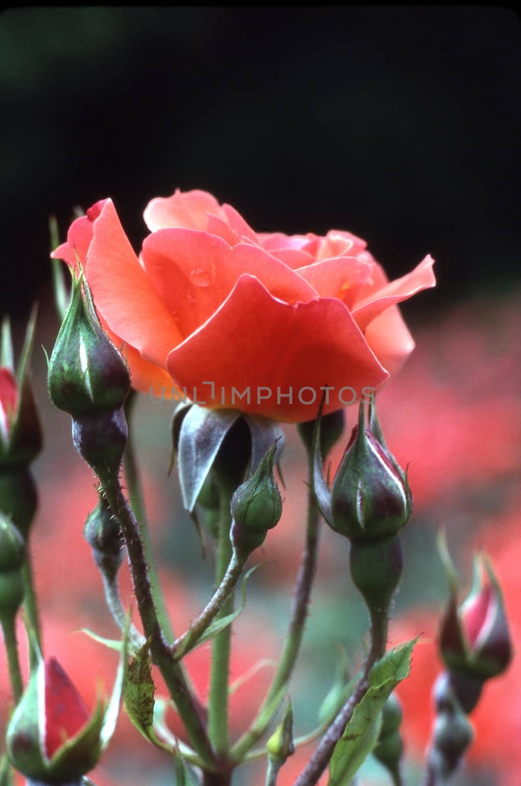 Rose in bloom