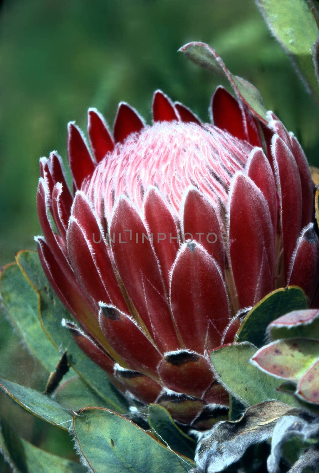 Blooming Protea