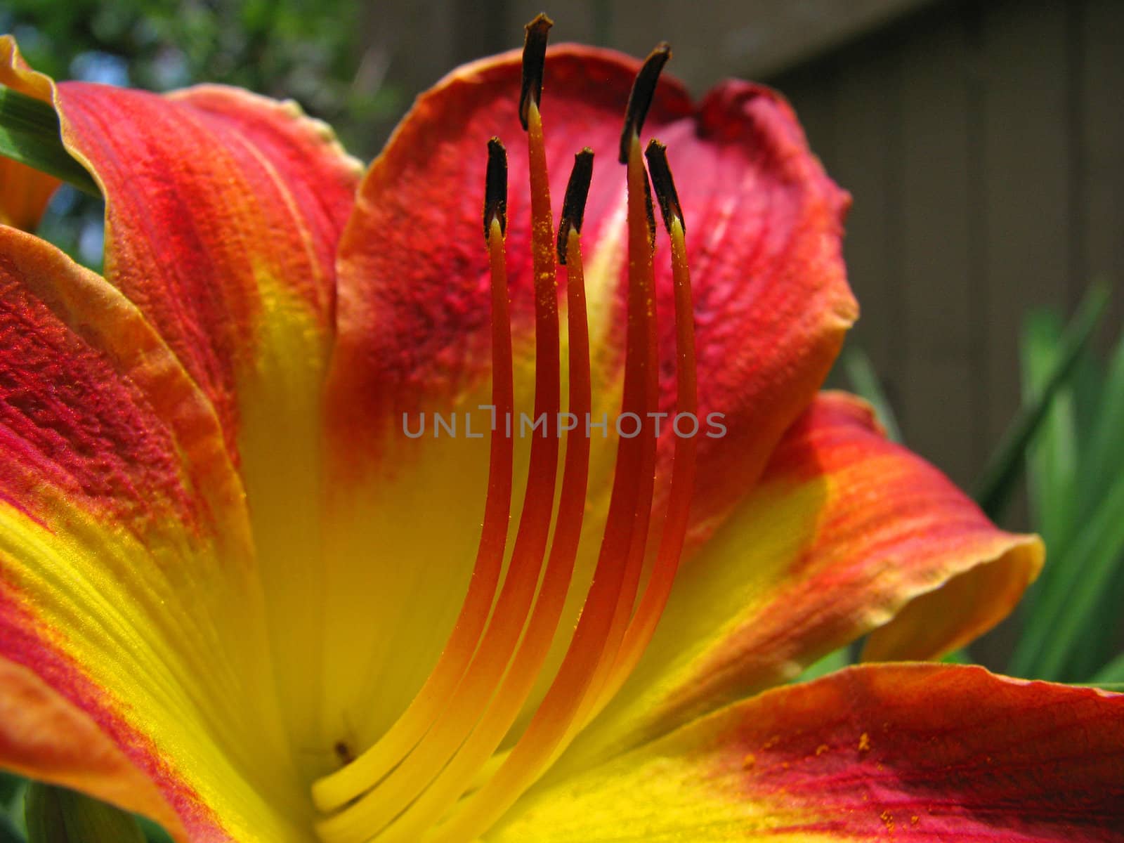 Closeup of a yellow and red flower in a garden.
