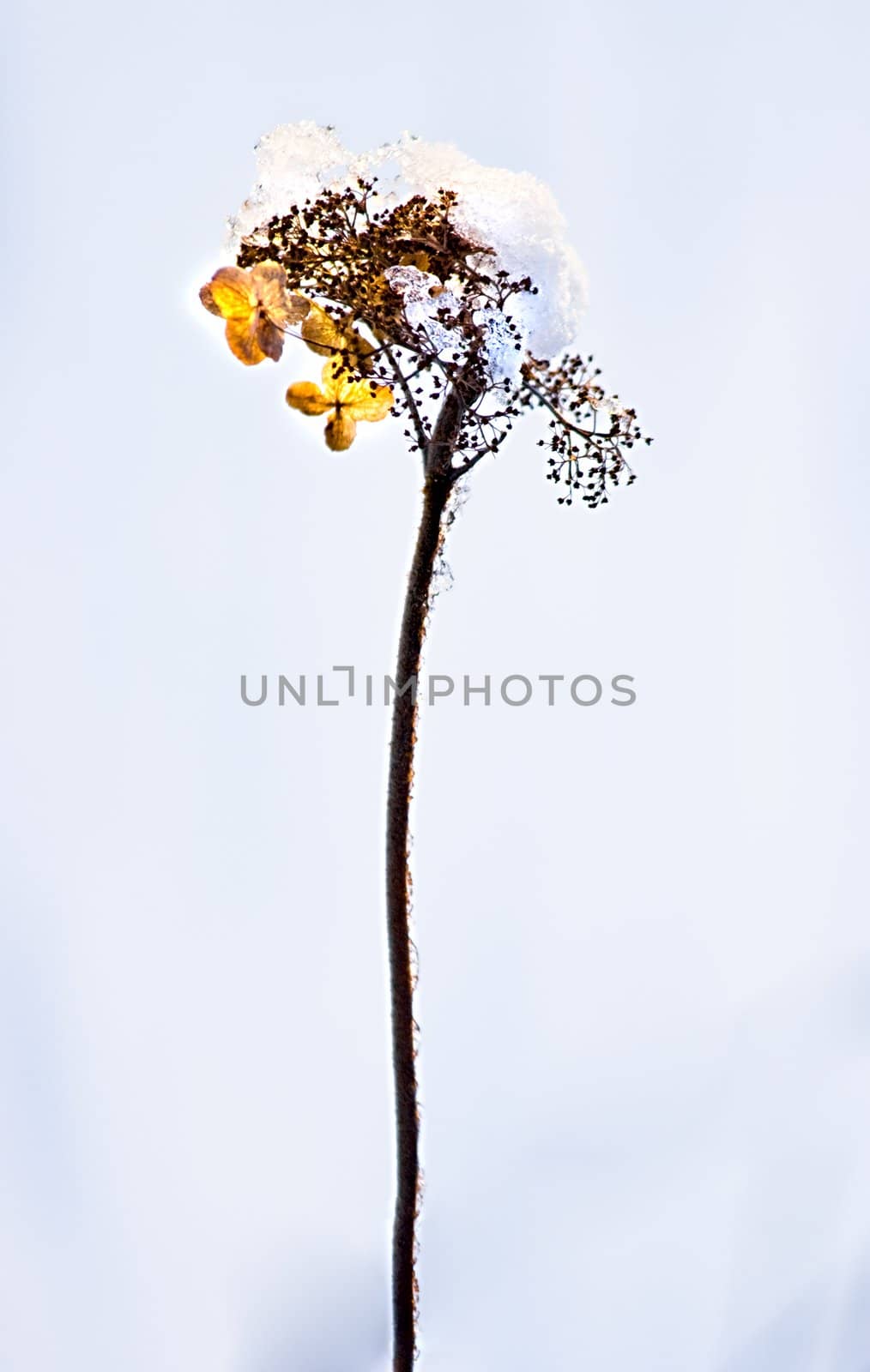 Dried hydrangea flowers with snowcap in winter sunlight by Colette