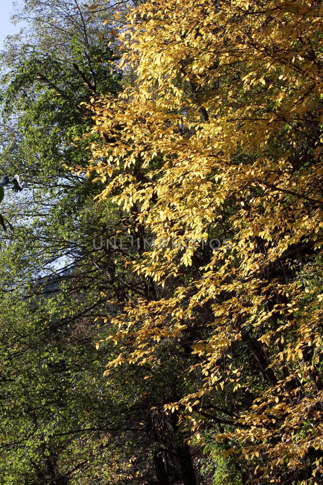 golden fall leaves by foaloce