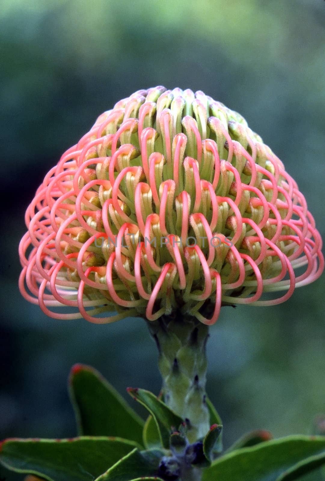 Leucospermum Nutans