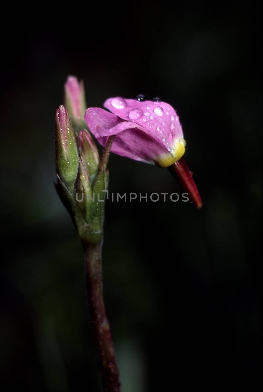 Shooting Star -Dodecatheon Hendersonii