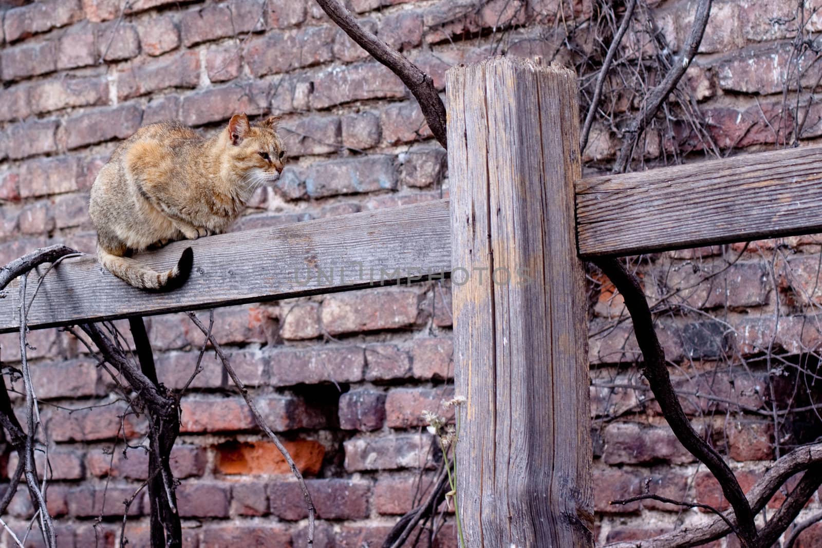 red tabby cat sitting on wooden fence
