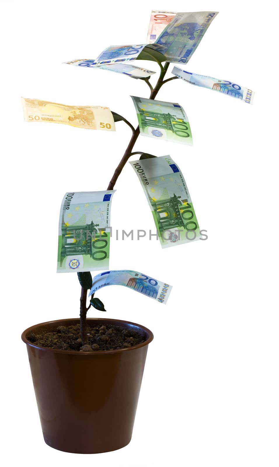 Money tree, euro. Isolated on white [with clipping path].