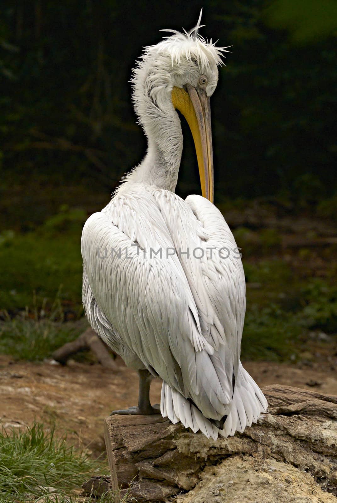 Pelican by Kamensky