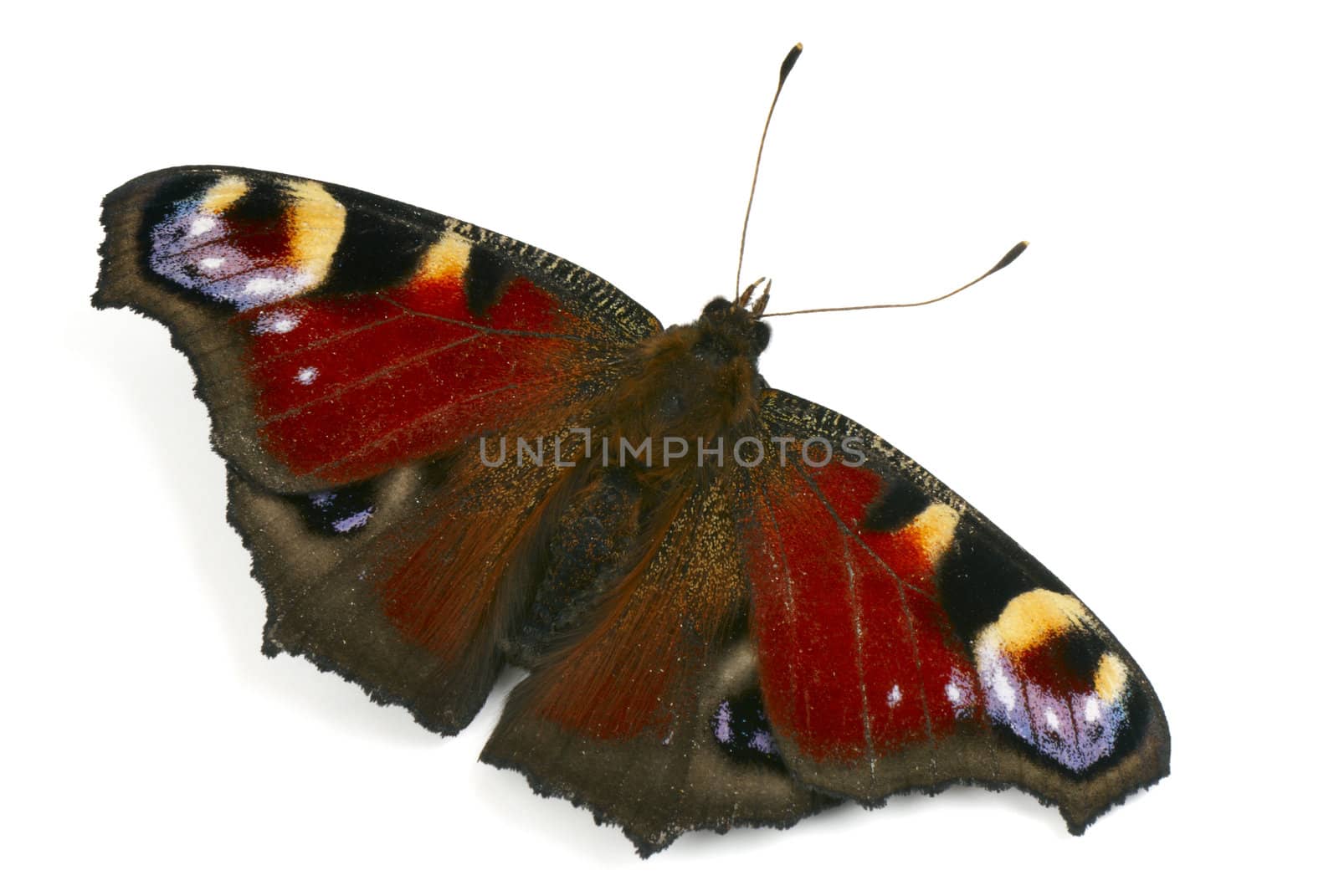The European Peacock (Nymphalis io). Peacock butterfly macro on white background with natural shadow.