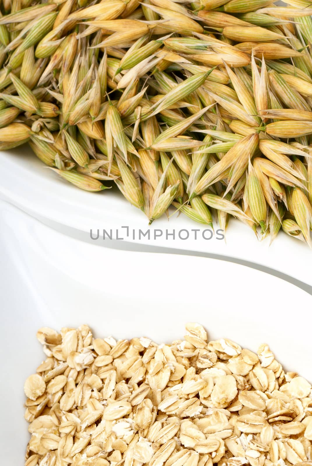 Seeds of two types of oats. Macro