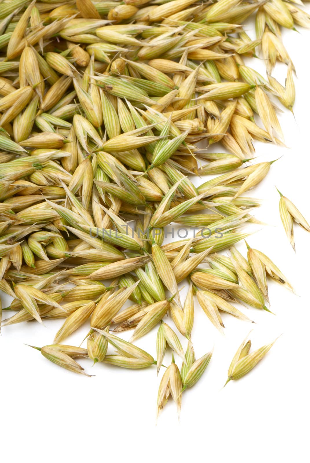 Seeds of oats. Macro