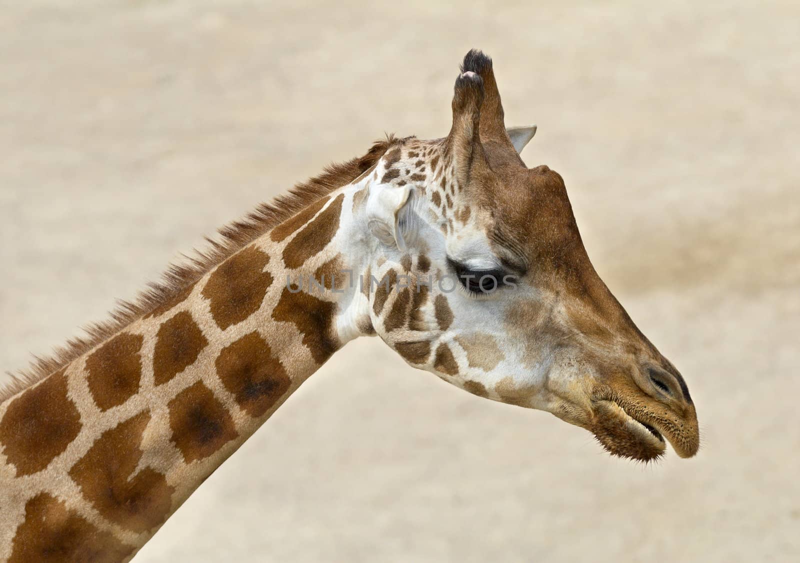 Close-up of a giraffe's face