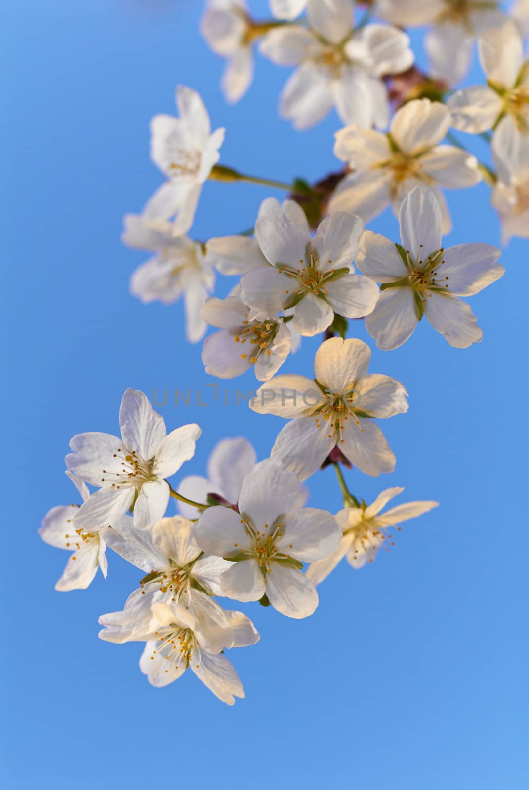 Flower of apple tree on natural blue sky background.