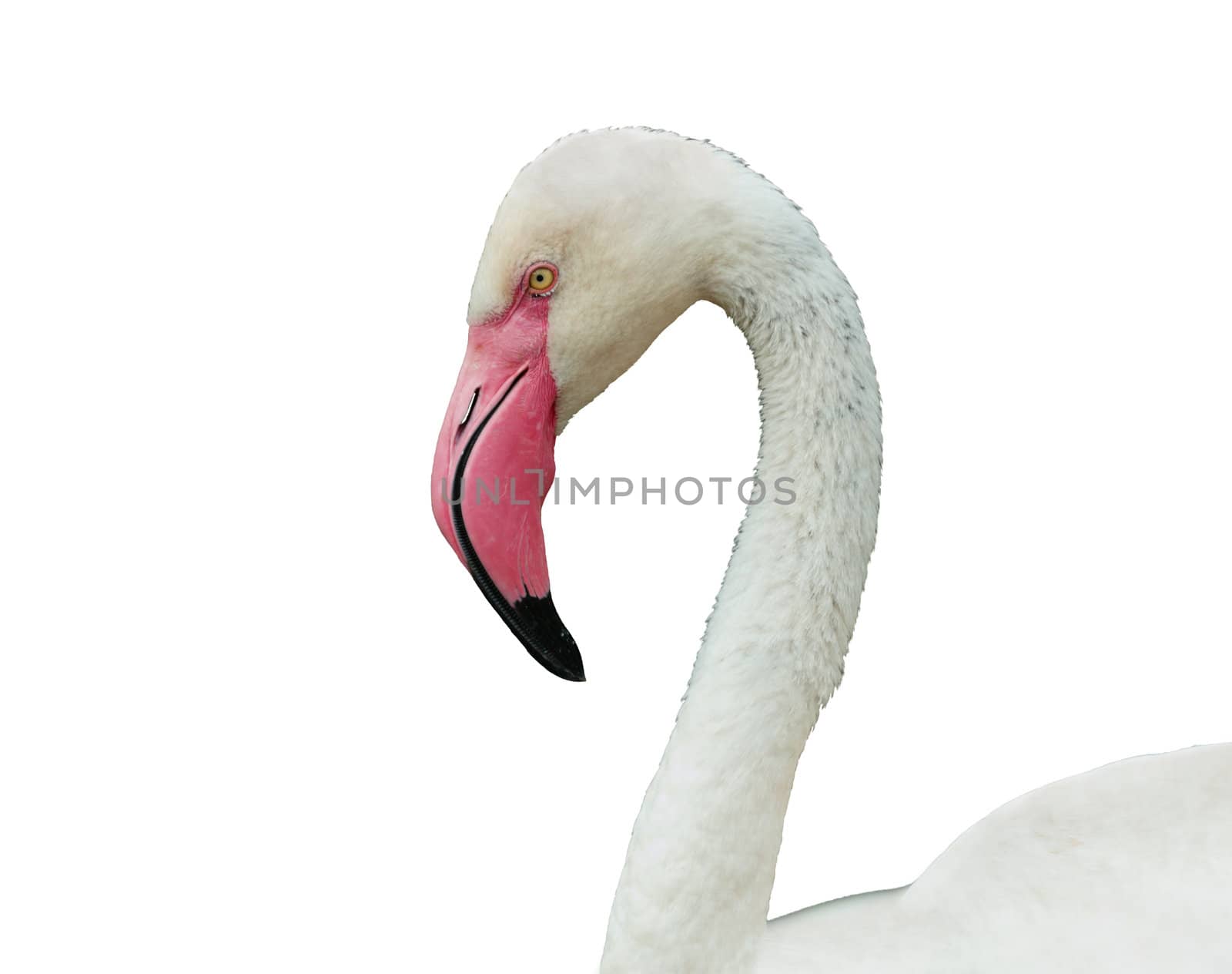 Flamingo by Kamensky