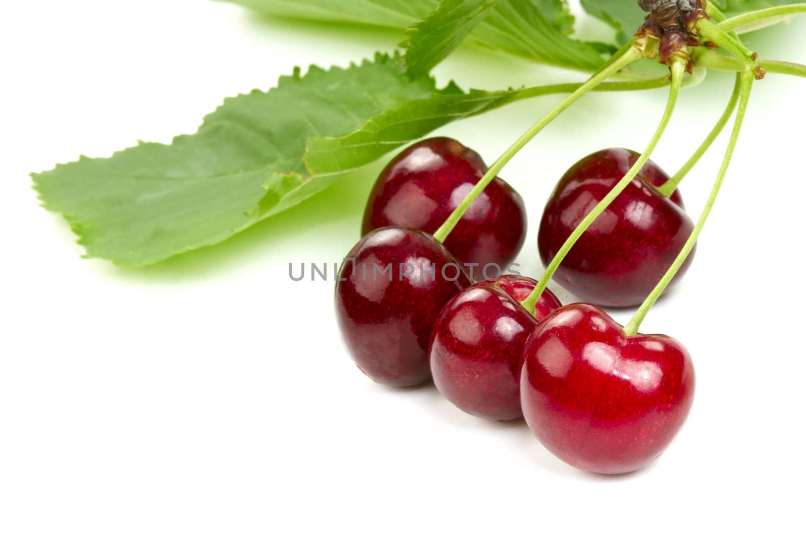 Cherries by Kamensky